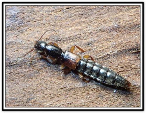 Réf. 276 363 : Lathrobium sp.
